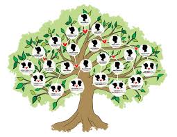 my family tree now