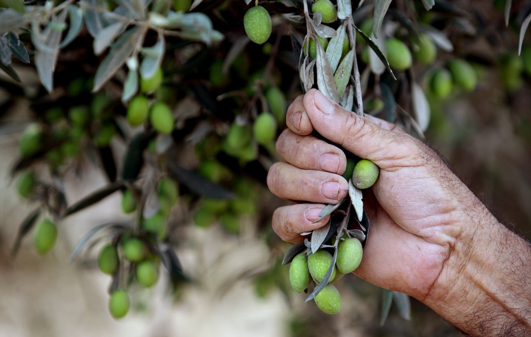 the olive tree genealogy