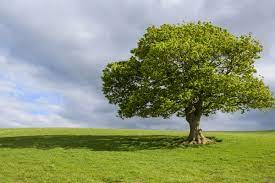 trees